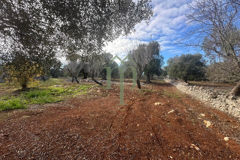 Terra a Carovigno, Brindisi, Carovigno - € 30.000 | Ref: Terreno Prete - foto 16